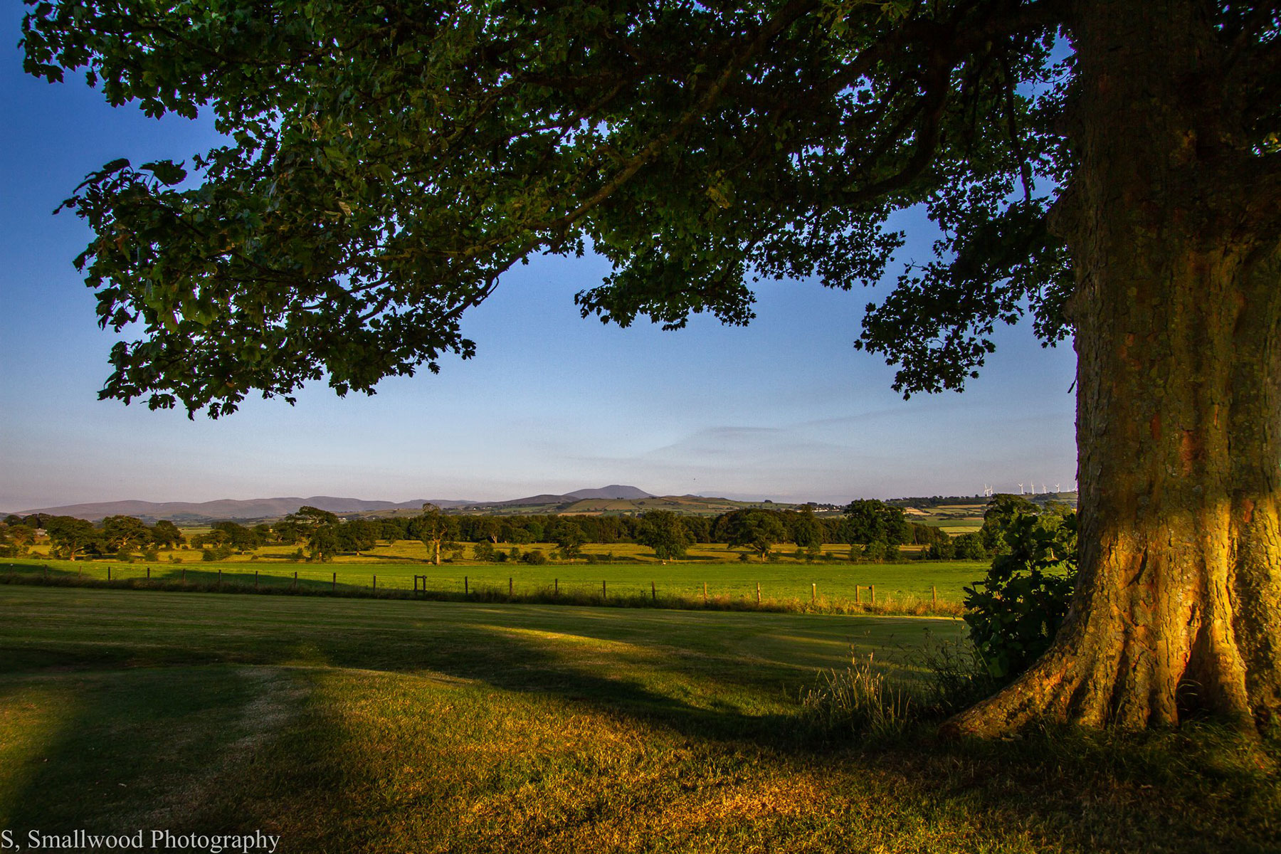 Views looking across the Lake District from the Brayton Golf Course. This has a large tree in the foreground.